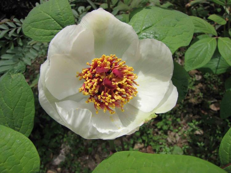 Ants on Peony Flowers: An Example of Biological Mutualism