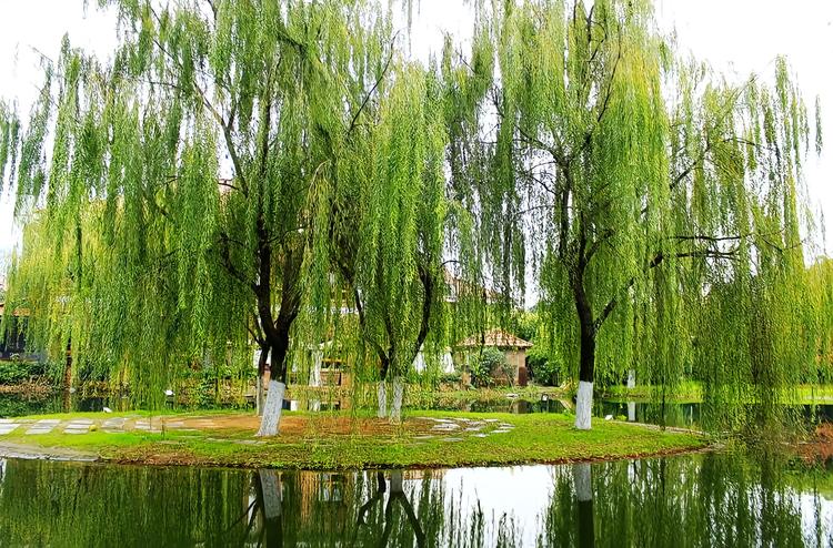 矮垂柳 大连西郊森林公园(大连市) 旅游景点点评