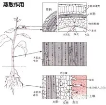 蒸散