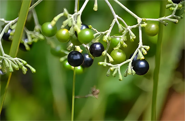 茉莉花