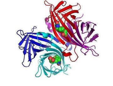 链霉亲和素-与亲和素有相似生物学特性的蛋白质