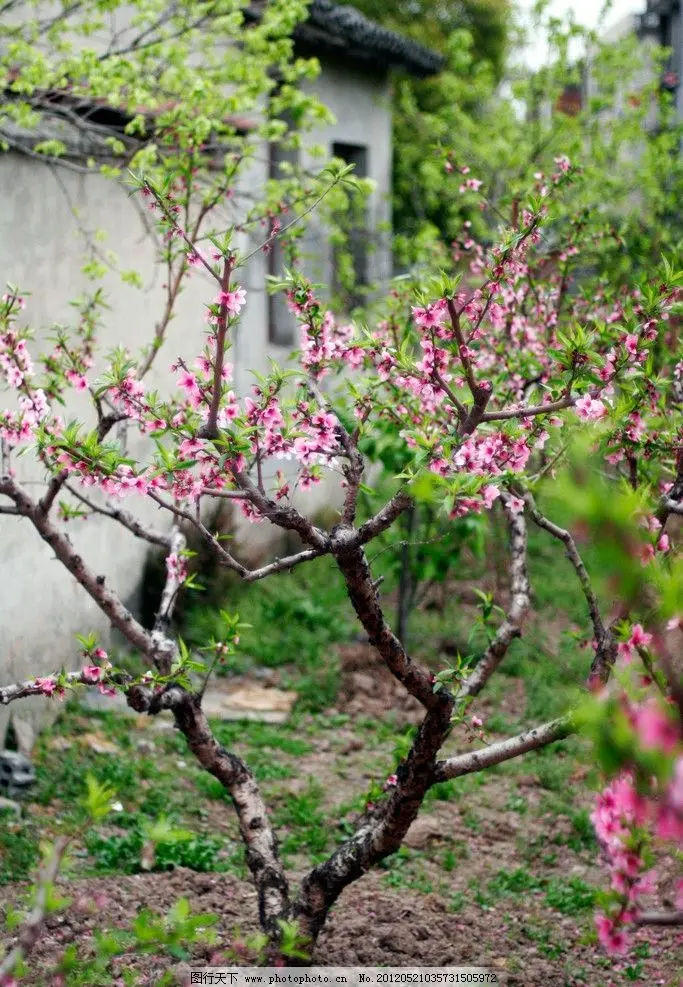 南汇桃花村