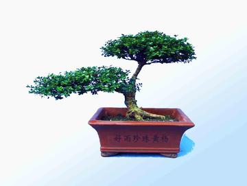 珍珠黄杨-黄杨科黄杨属植物