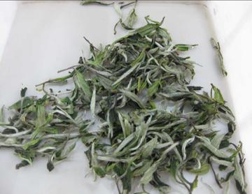 东白春芽茶-杜鹃花目山茶科植物