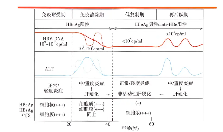 乙型肝炎病毒