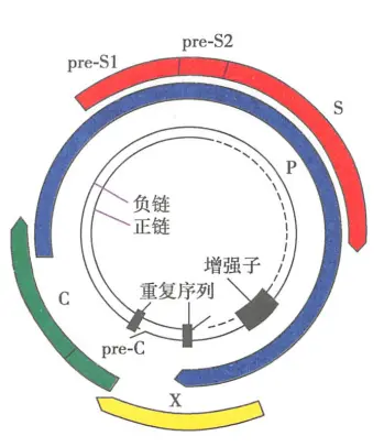 乙型肝炎病毒