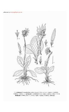 变叶垂头菊-菊科垂头菊属植物