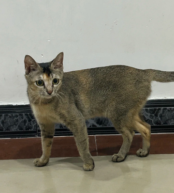 中华雀猫-快懂百科