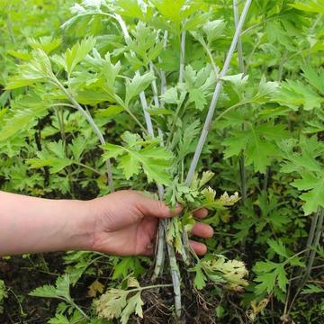 蕲春艾草