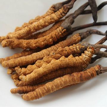 亚香棒虫草-寄生于鲶翅目昆虫幼虫的子囊菌