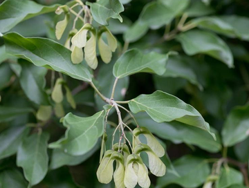 樟叶槭-无患子科槭属植物