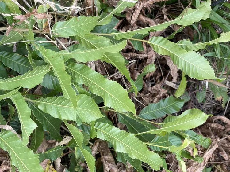 麻栎