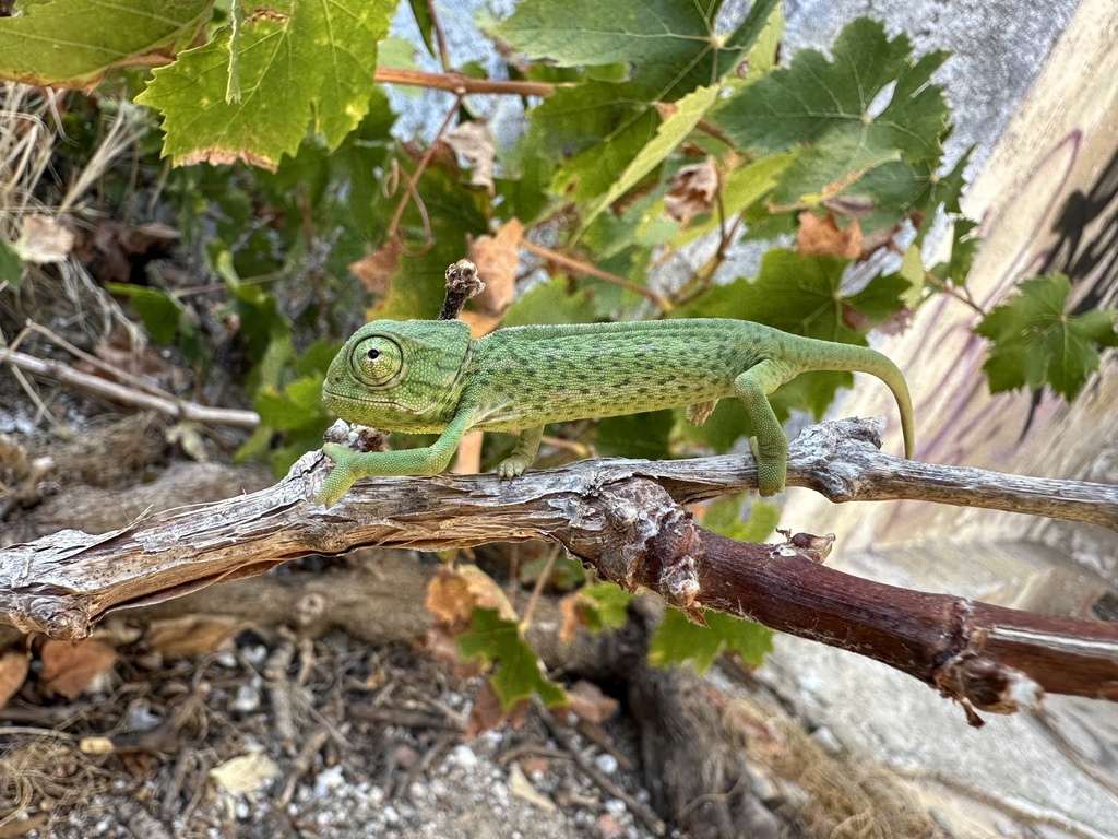 五十铃玉怎么分株- 花百科, image size:1024x768