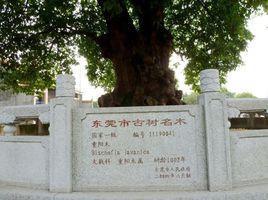 秋枫公园-秋枫公园