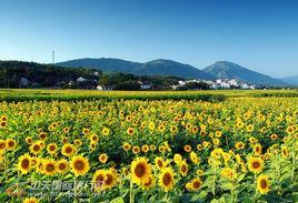 凤凰村-安徽省芜湖市南陵县三里镇凤凰村