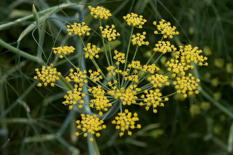 孜然芹