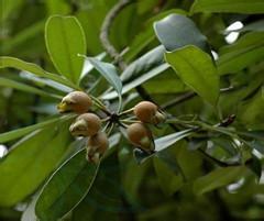 茶梨属