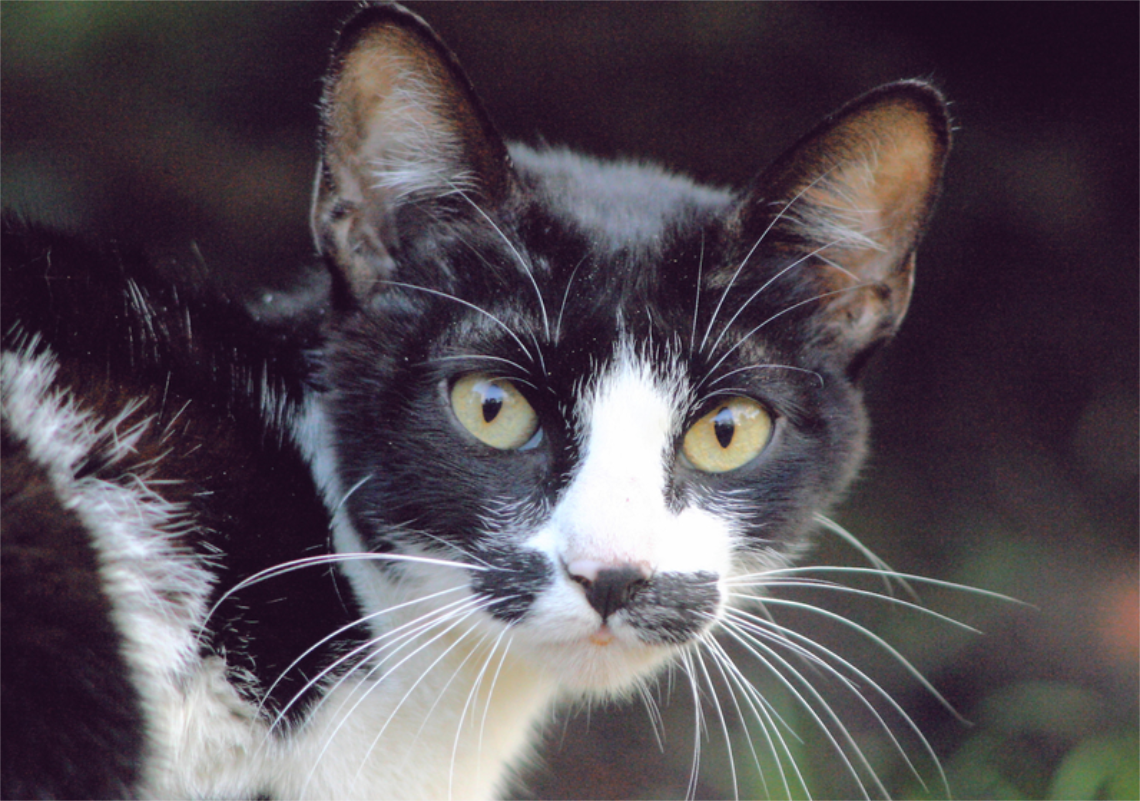 幼貓貓瘟致死率高達80%如何醫治, image size:1140x801