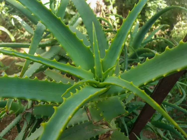 芦荟属