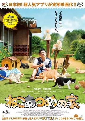猫咪后院之家-猫咪后院之家
