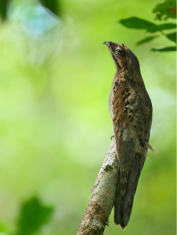 林鸱科-快懂百科