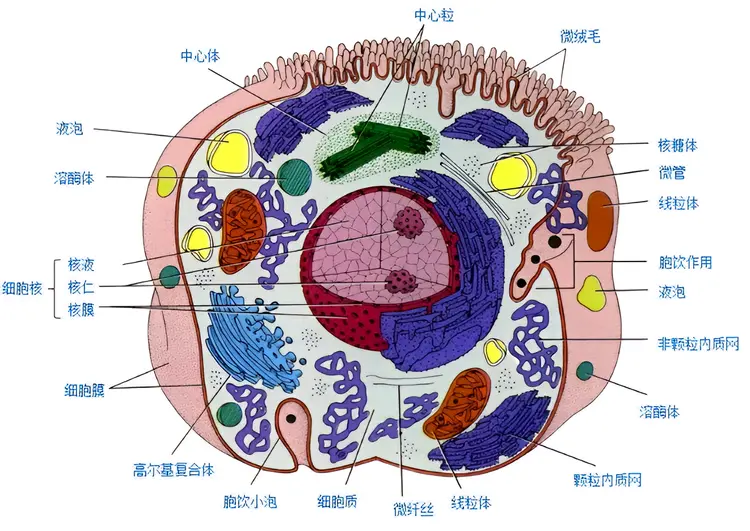 细胞