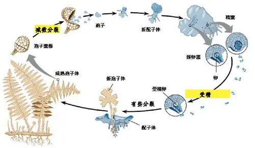 蕨类植物