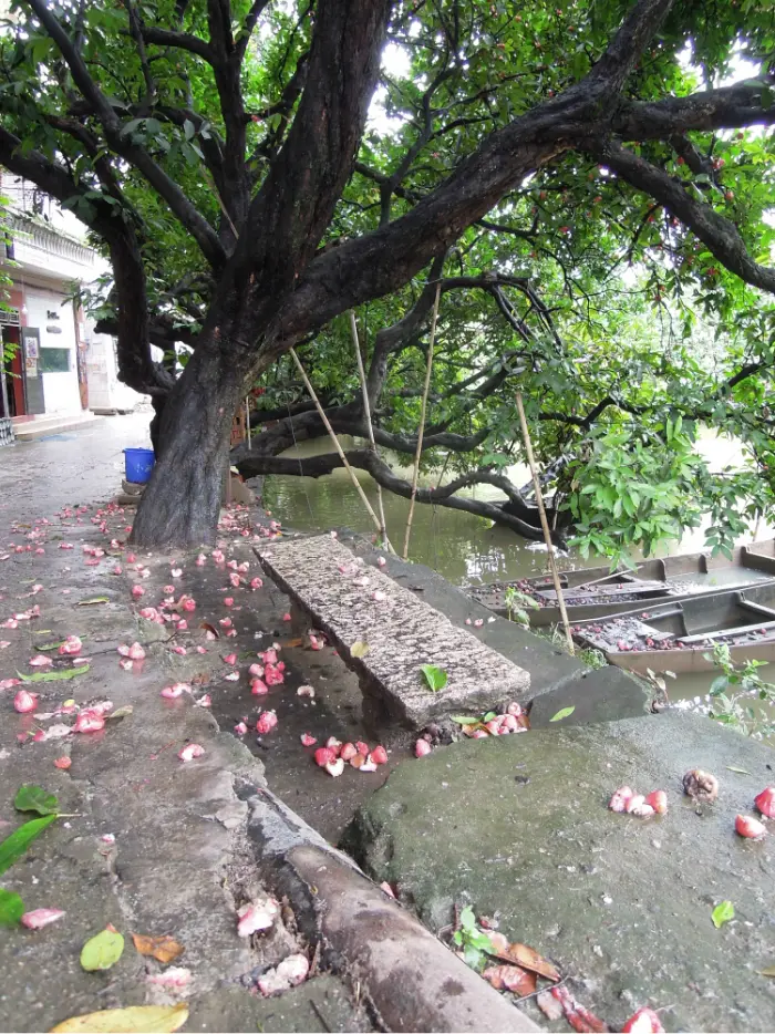 小洲村