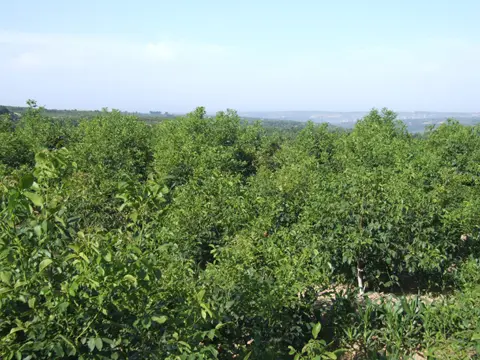 黄龙县
