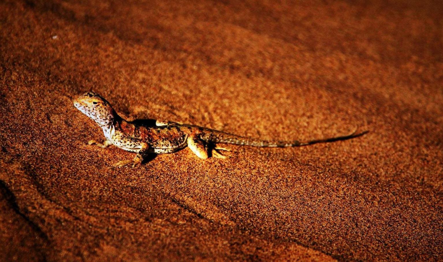 沙漠鬣蜥- 抖音百科, image size:1534x907