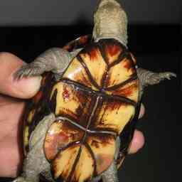 头盔蛋龟科普 - 抖音