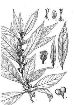 红楠刨