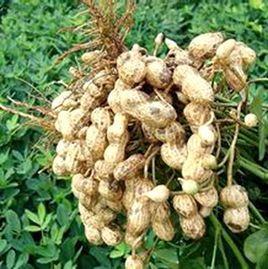 远杂9102-由河南省农科院选育的花生品种