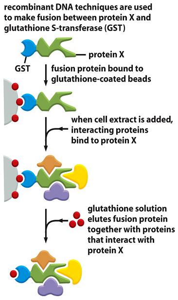 glutathione s transferase pull down GST pull-down assay