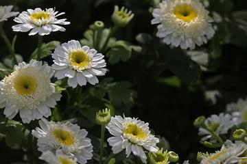 星毛短舌菊-桔梗目菊科植物