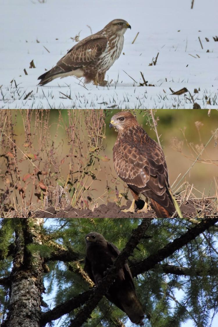 欧亚𫛭- 抖音百科