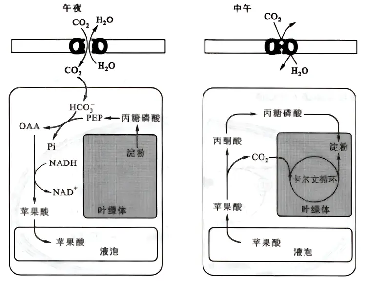 光合作用