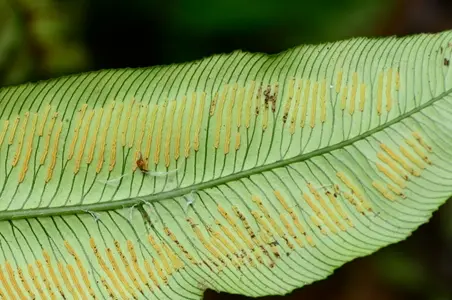 蕨类植物