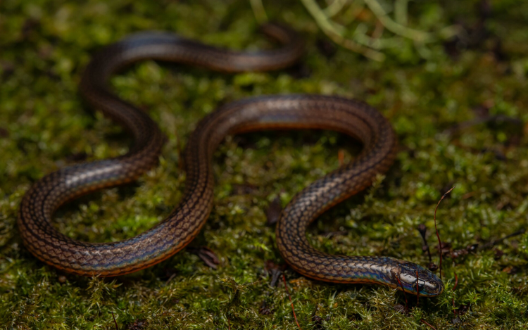 铁线蛇- 抖音百科