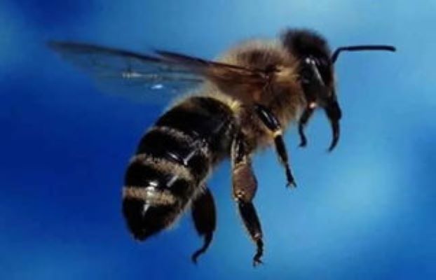 高加索蜜蜂- 抖音百科