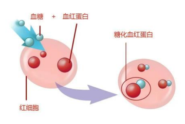 糖化血红蛋白