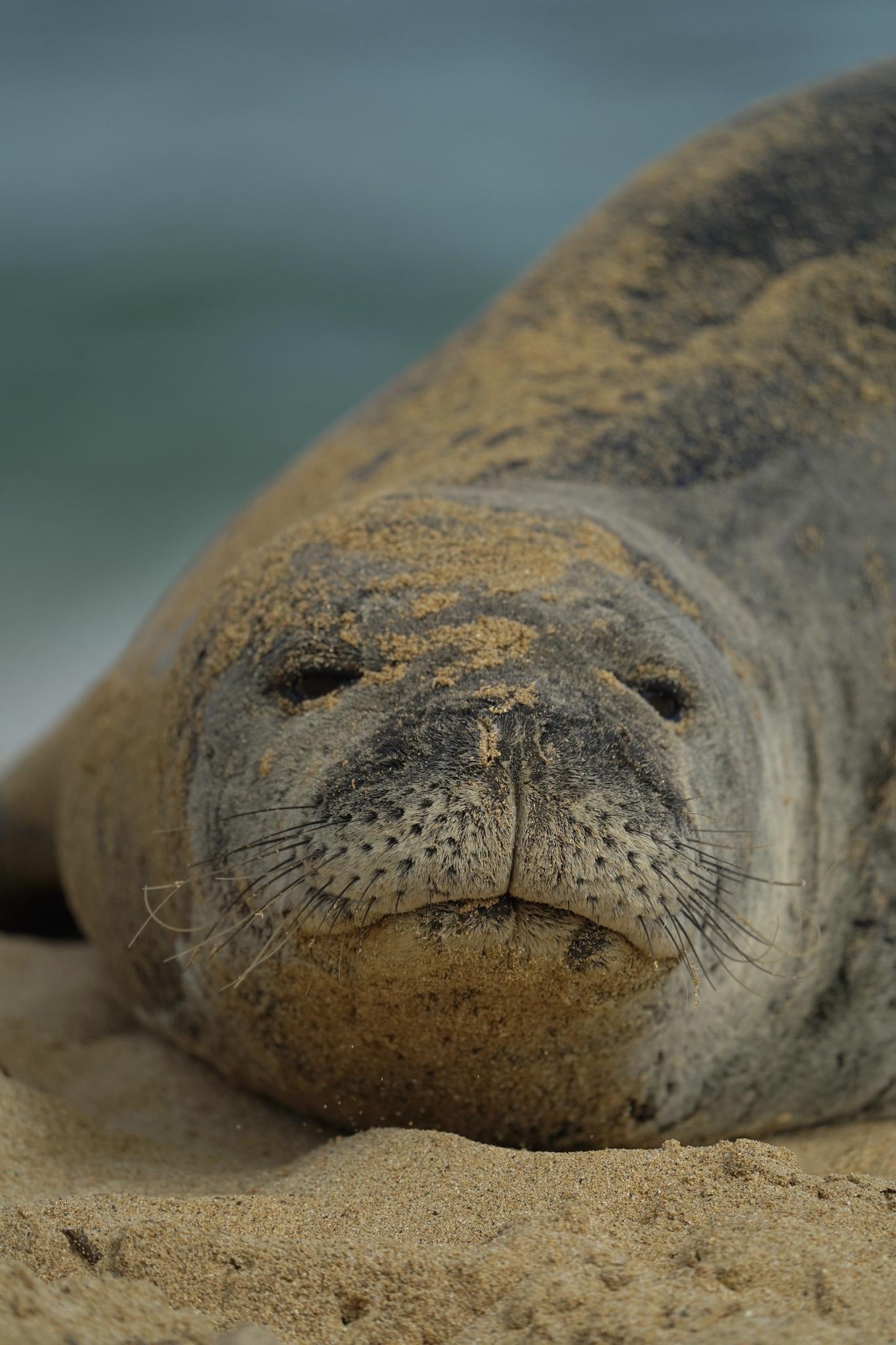 狮吼象鼻！南象海豹，瑜伽深潜双修大师_搜狐网, image size:1365x2048