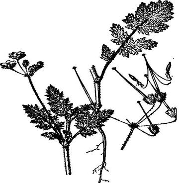 芹叶牻牛儿苗-牻牛儿苗科牻牛儿苗属植物