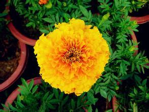 黄花小山菊