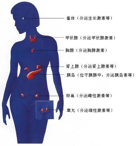 内分泌科