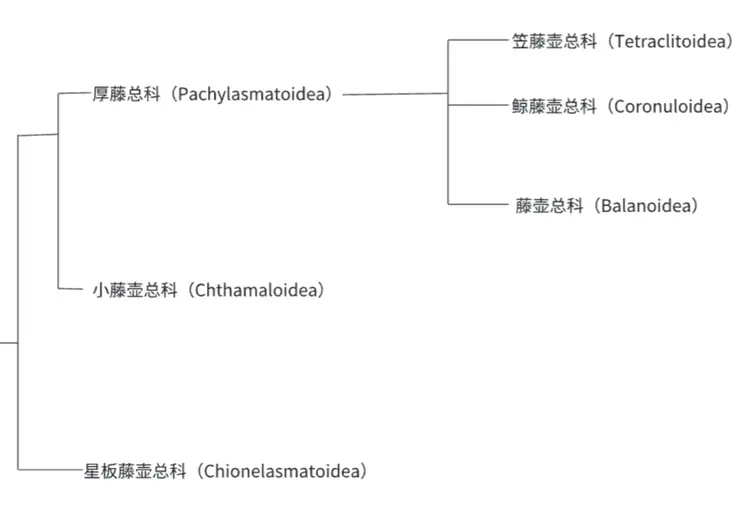 藤壶亚目