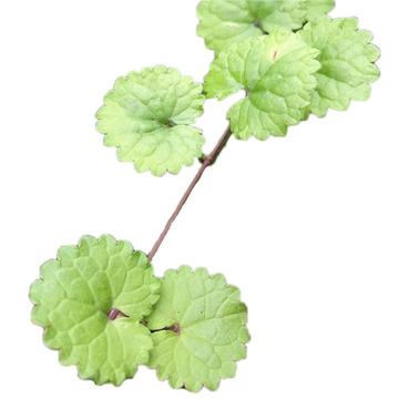 透骨消-报春花科珍珠菜属植物