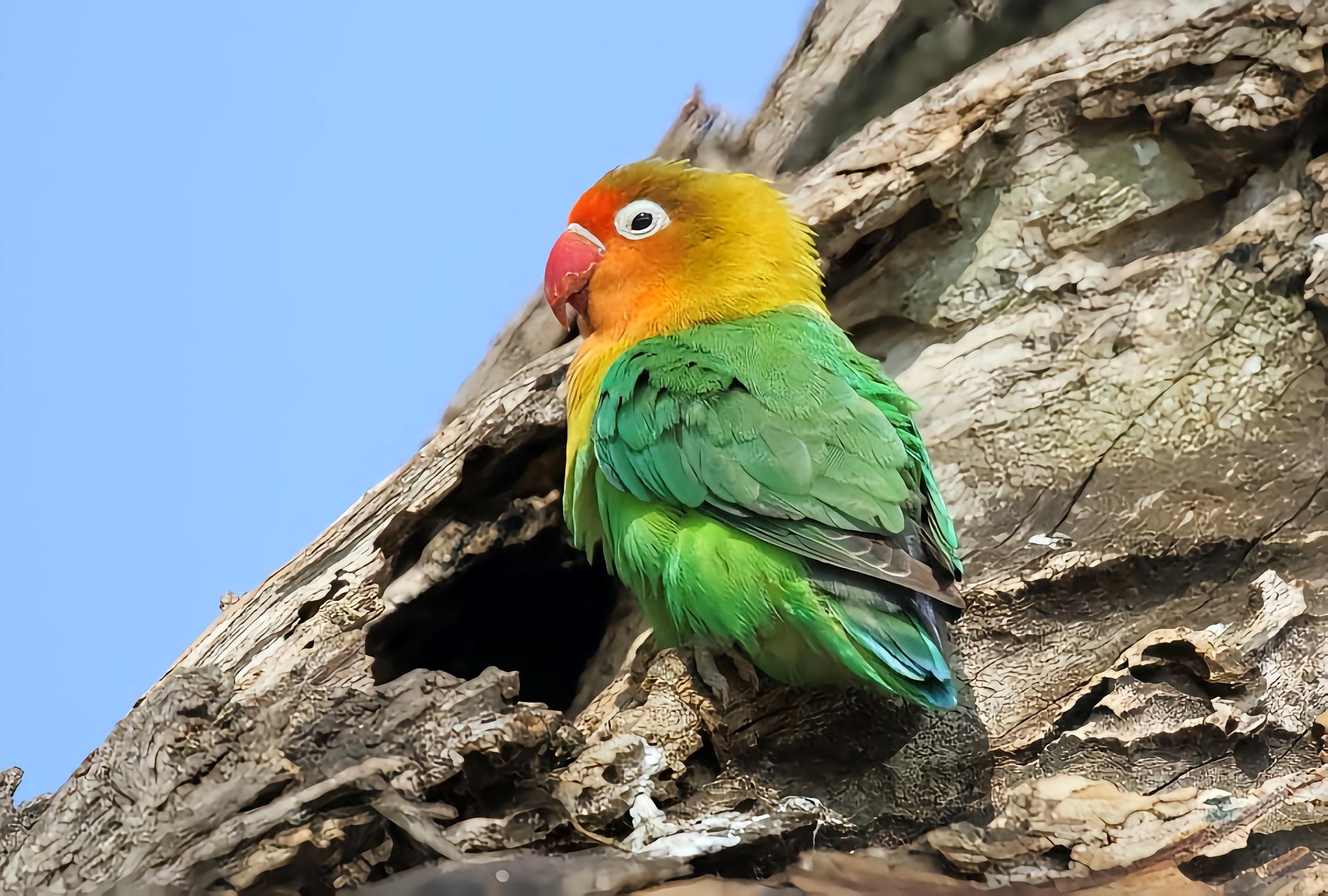 费氏牡丹鹦鹉- 抖音百科