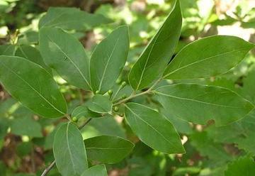 綟木-杜鹃花科植物