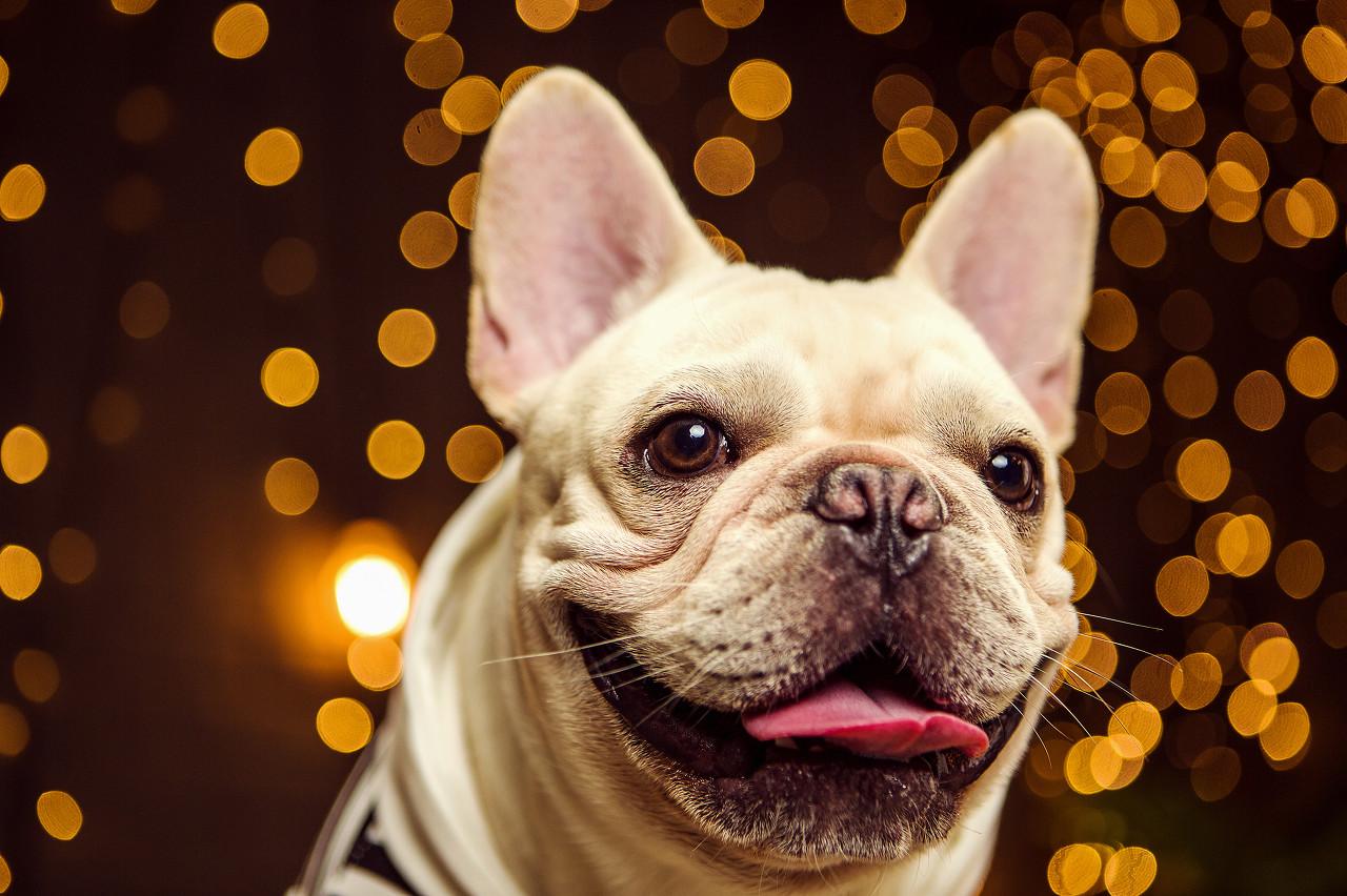 英國鬥牛犬排版T 卹設計矢量| EPS 免費下載- Pikbest, image size:1280x852